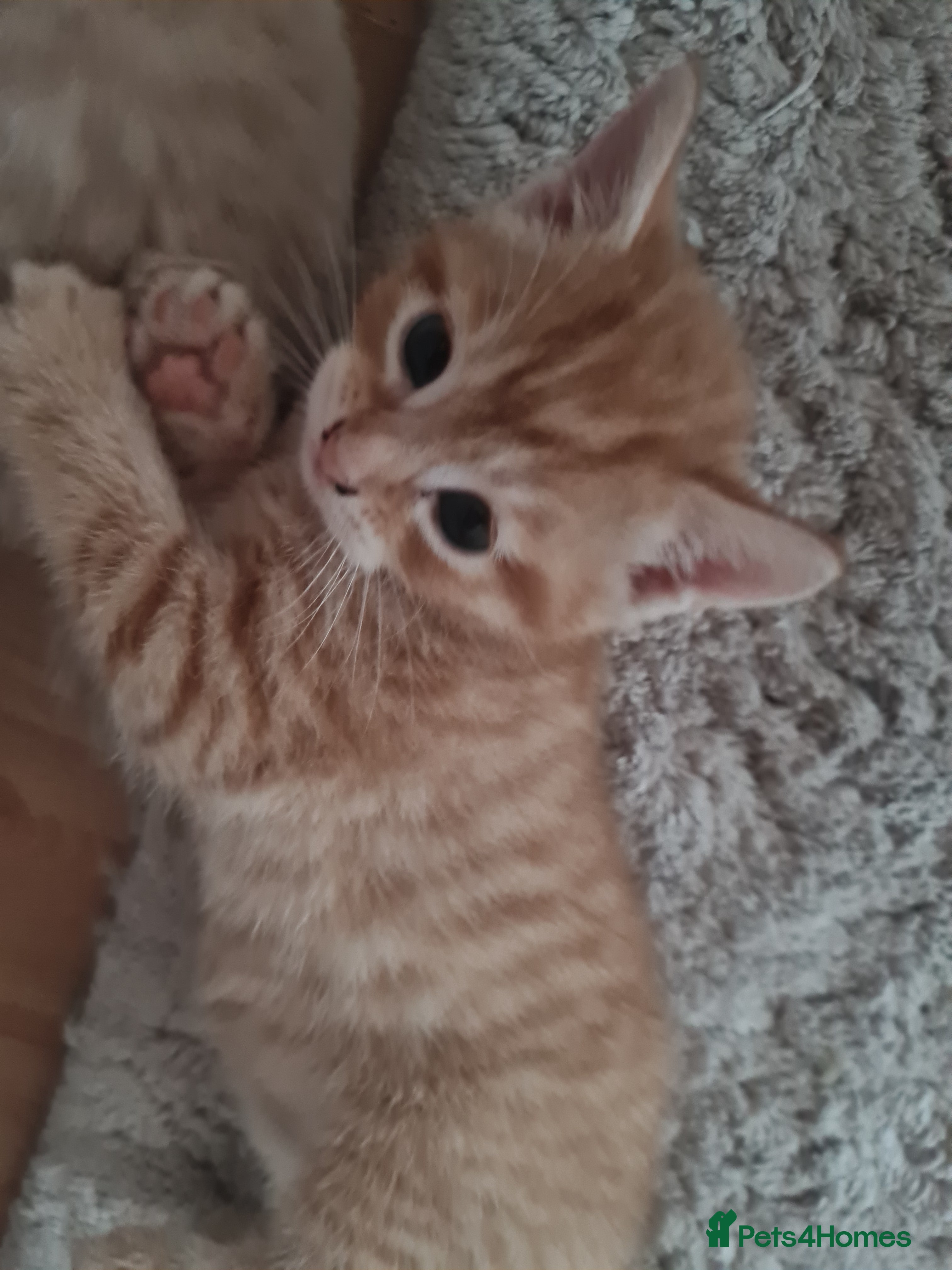 Mixed Breed cats for sale: Beautiful kittens - Advert 1