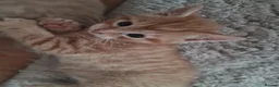 Mixed Breed cats for sale: Beautiful kittens - Advert 1