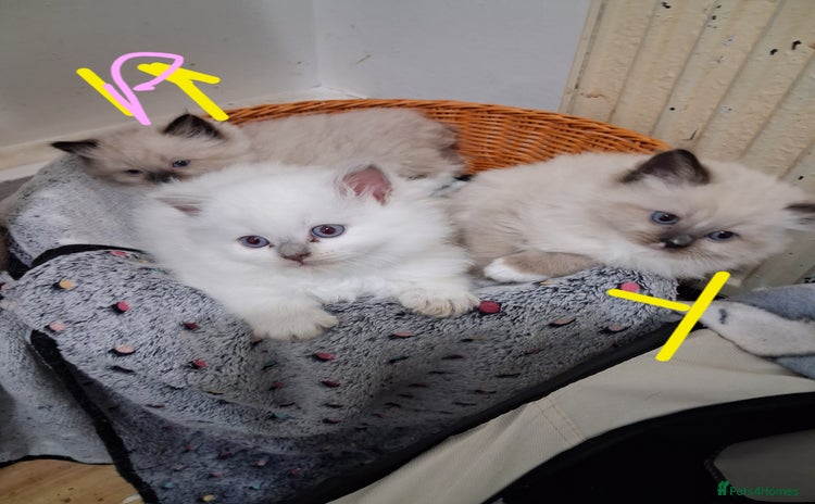 Ragdoll cats - Advert 2