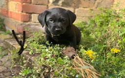 Labrador Retriever dogs for sale: One stunning girl, ready now 9Nov!  - Image 4