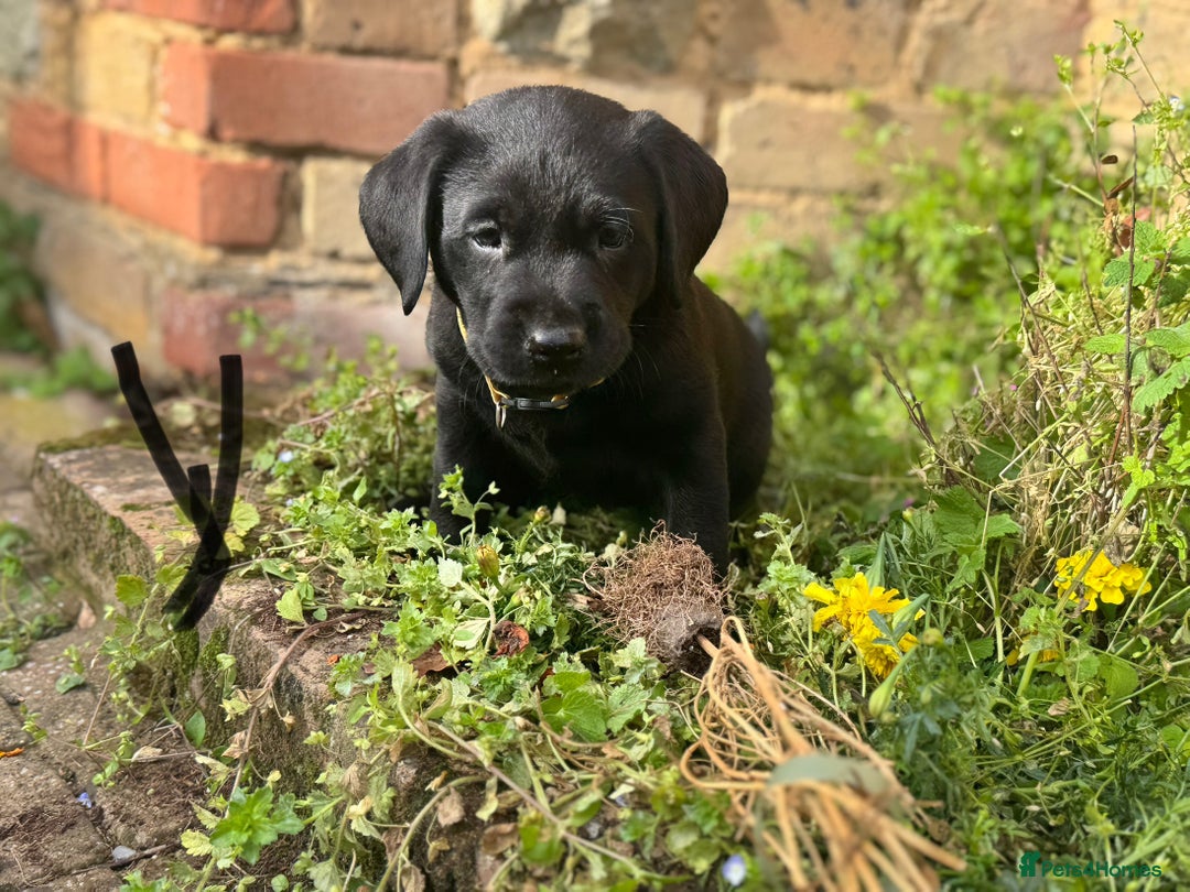 Labrador Retriever dogs for sale: One stunning girl, ready now 9Nov!  - Image 4