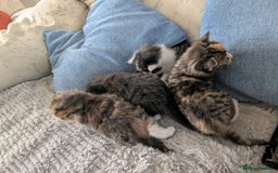 Mixed Breed cats for sale: 4 beautiful kittens for sale  - Image 9
