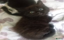 Bengal cats for sale: 2 beautiful kittens  - Image 2