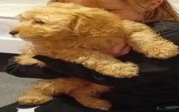 Cavapoo dogs for sale: **2 puppies left** - Image 3