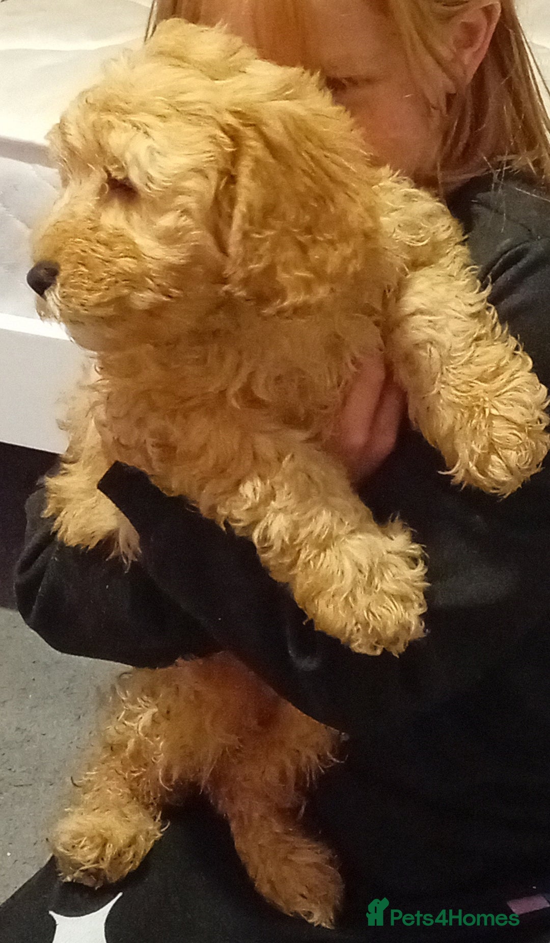 Cavapoo dogs for sale: **2 puppies left** - Image 3