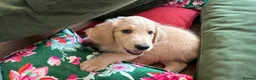 Goldendoodle dogs for sale: LAST THREE! Golden doodle pups from a loving home - Advert 6