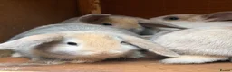 Mini Lop rabbits for sale: Beautiful coloured mini lops - Advert 2