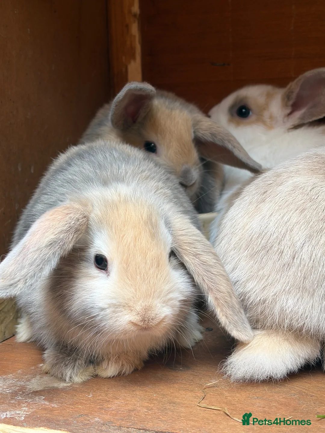 Mini Lop rabbits for sale: Beautiful coloured mini lops - Advert 2