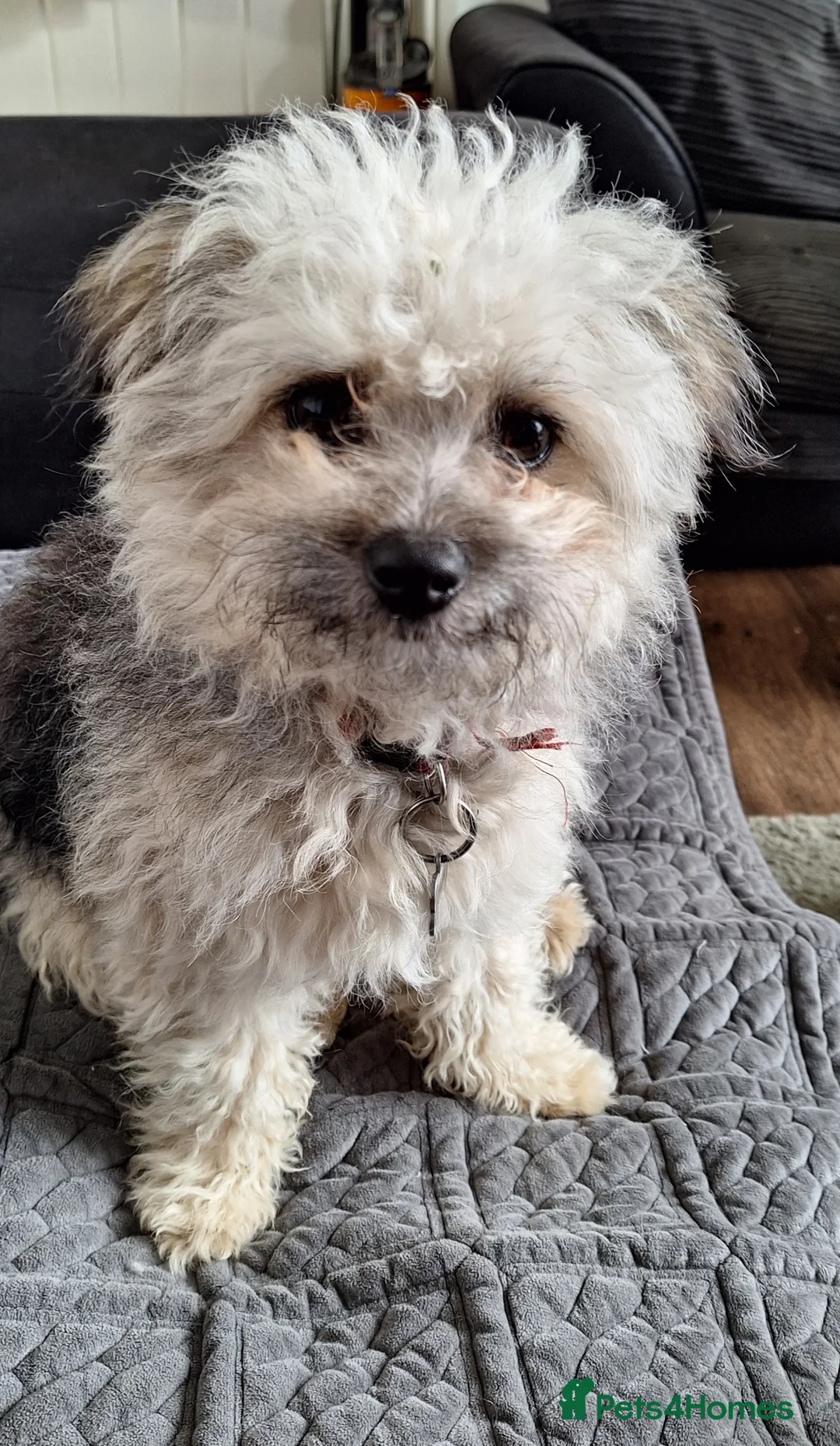 Mixed Breed dogs for sale: Beautiful pomchie x bichion frise girl  - Advert 1