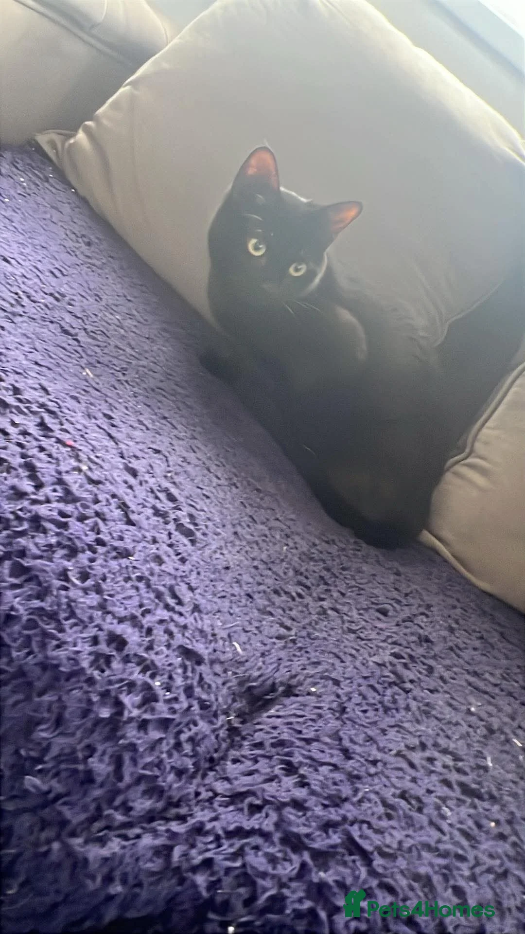 British Shorthair cats for sale: New home needed asap  in Rotherham - Advert 2
