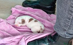 Staffordshire Bull Terrier dogs for sale: Staffy White with Blue  - Image 5