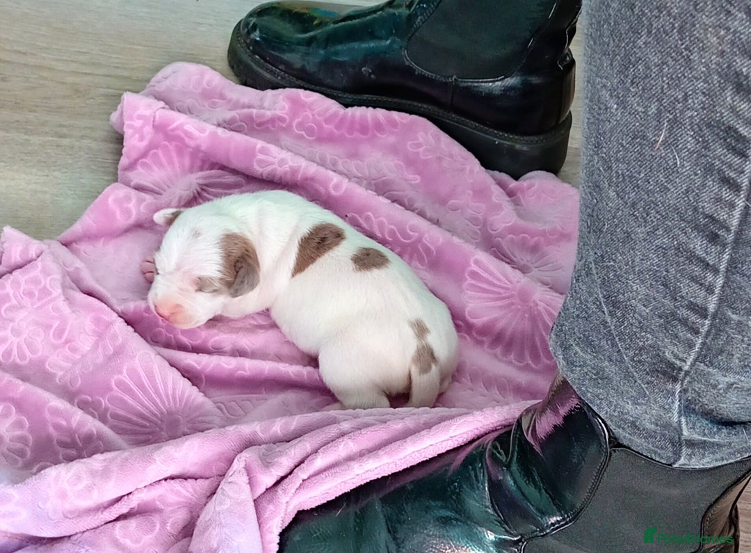 Staffordshire Bull Terrier dogs for sale: Staffy White with Blue  - Image 5