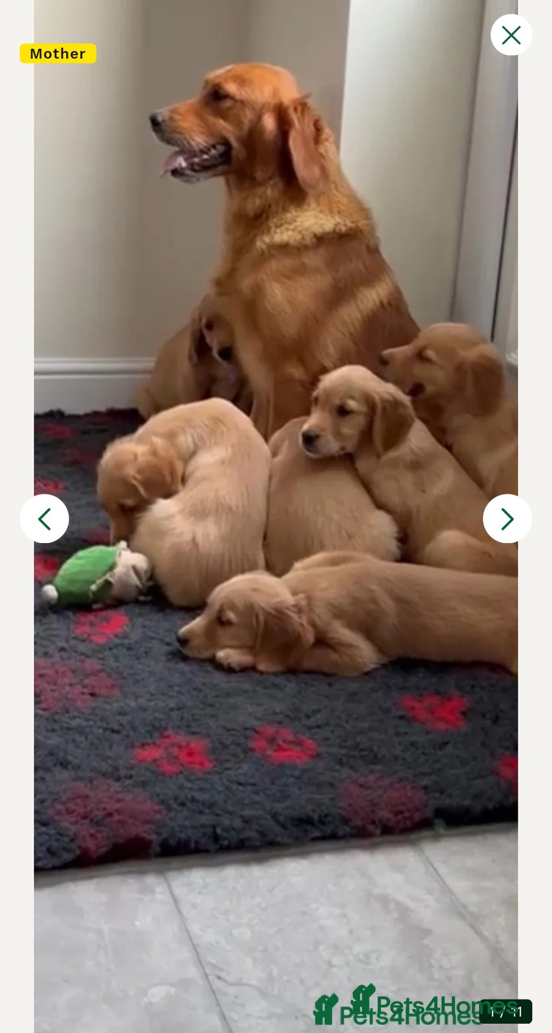 Golden Retriever dogs for sale: Golden Retriever Puppy - Advert 1