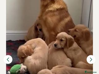 Golden Retriever dogs Golden Retriever Puppy - Advert 18