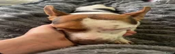 Jack Russell dogs for stud: Miniature jack Russell stud  in Broadstairs - Advert 6