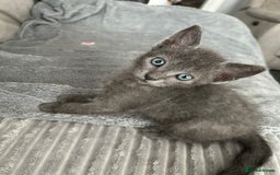 Mixed Breed cats for sale: 4 Siamese Cross kittens for sale - Image 1