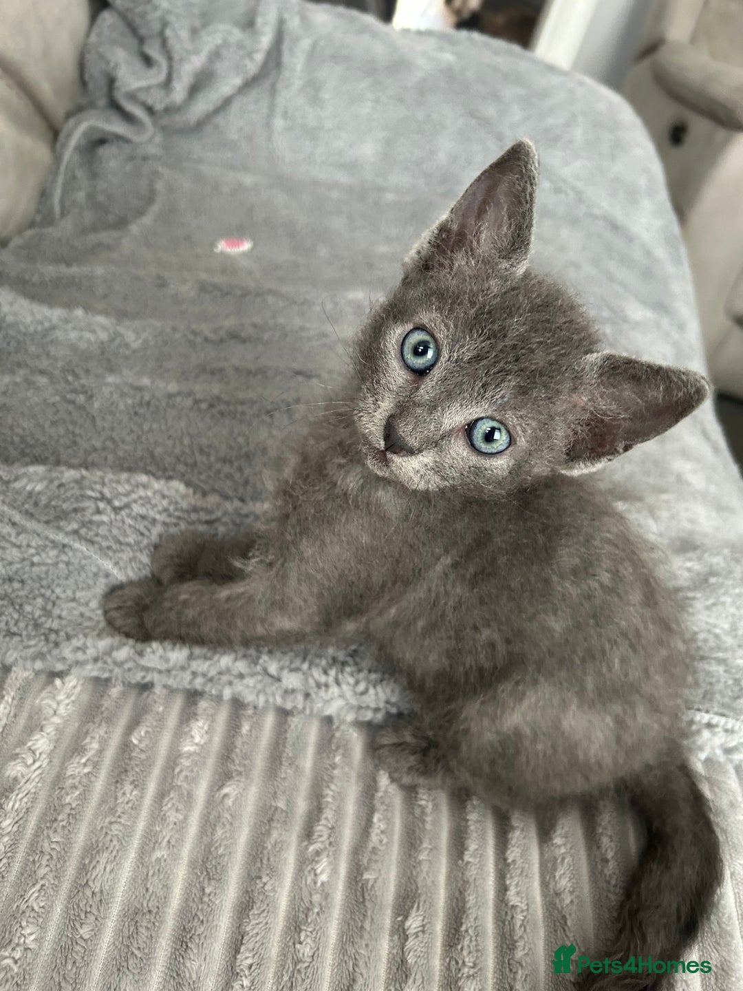 Mixed Breed cats for sale: 4 Siamese Cross kittens for sale - Image 1