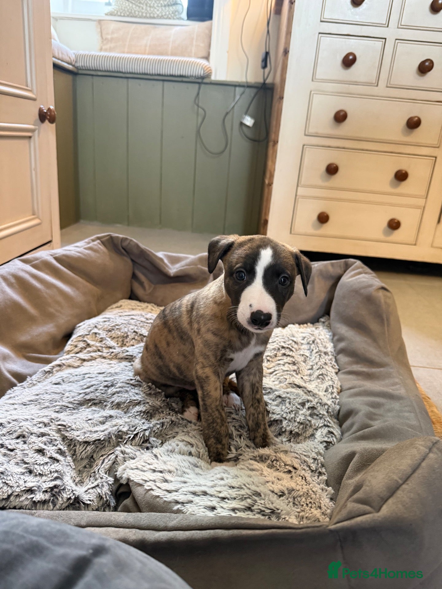 Whippet dogs Beautiful homebred KC registered whippet boys - Advert 2