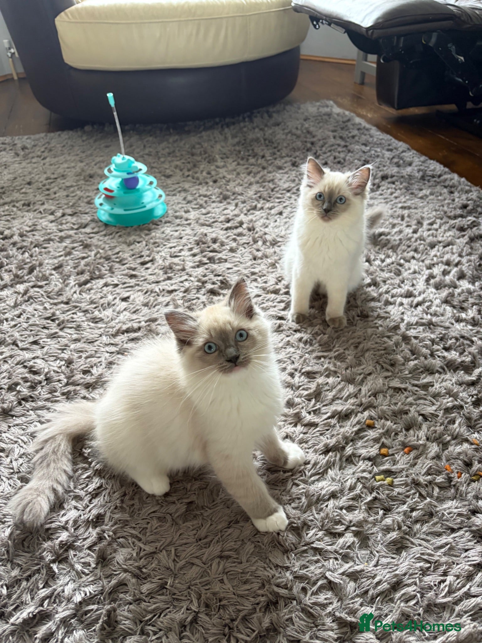 Ragdoll cats GCCF Registered Pedigree Ragdoll Kittens - Advert 1