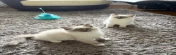 Ragdoll cats for sale: GCCF Registered Pedigree Ragdoll Kittens in Bristol - Advert 1