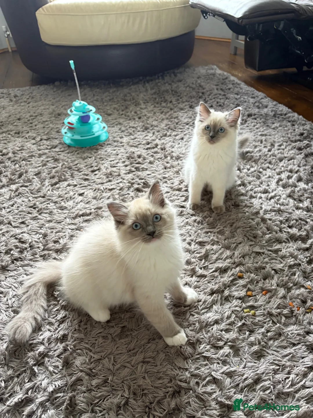 Ragdoll cats for sale: GCCF Registered Pedigree Ragdoll Kittens in Bristol - Advert 1