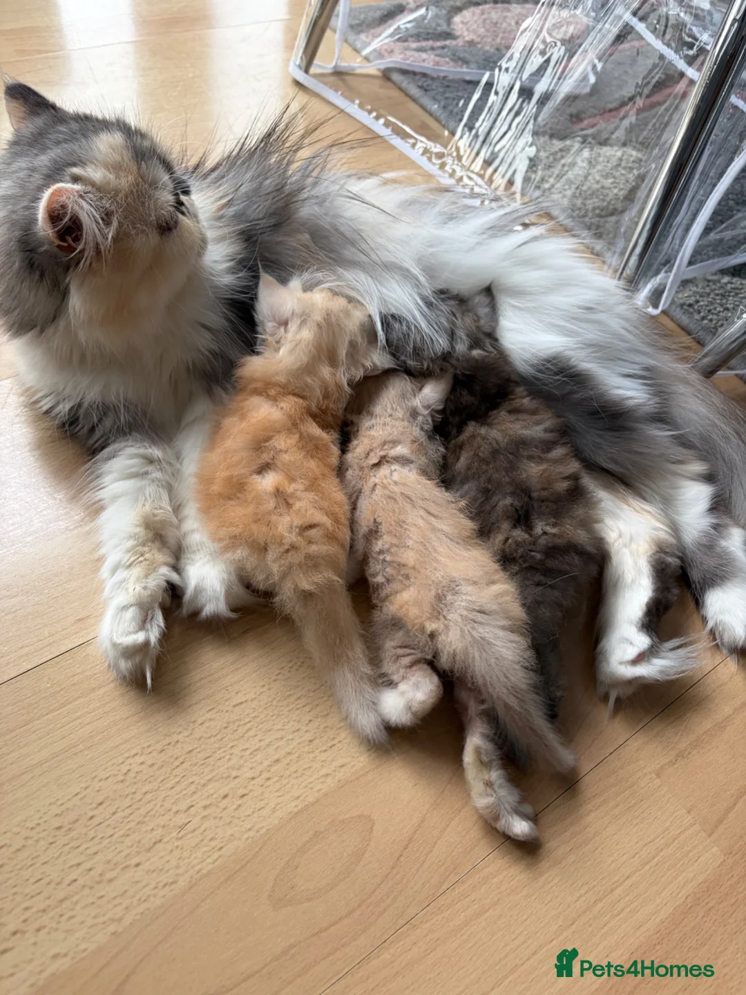 Persian cats for sale: Persian Teddy Bear kittens  - Advert 1