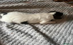 Cocker Spaniel dogs for sale: KC FTCH working cocker spaniel puppy’s  - Image 20