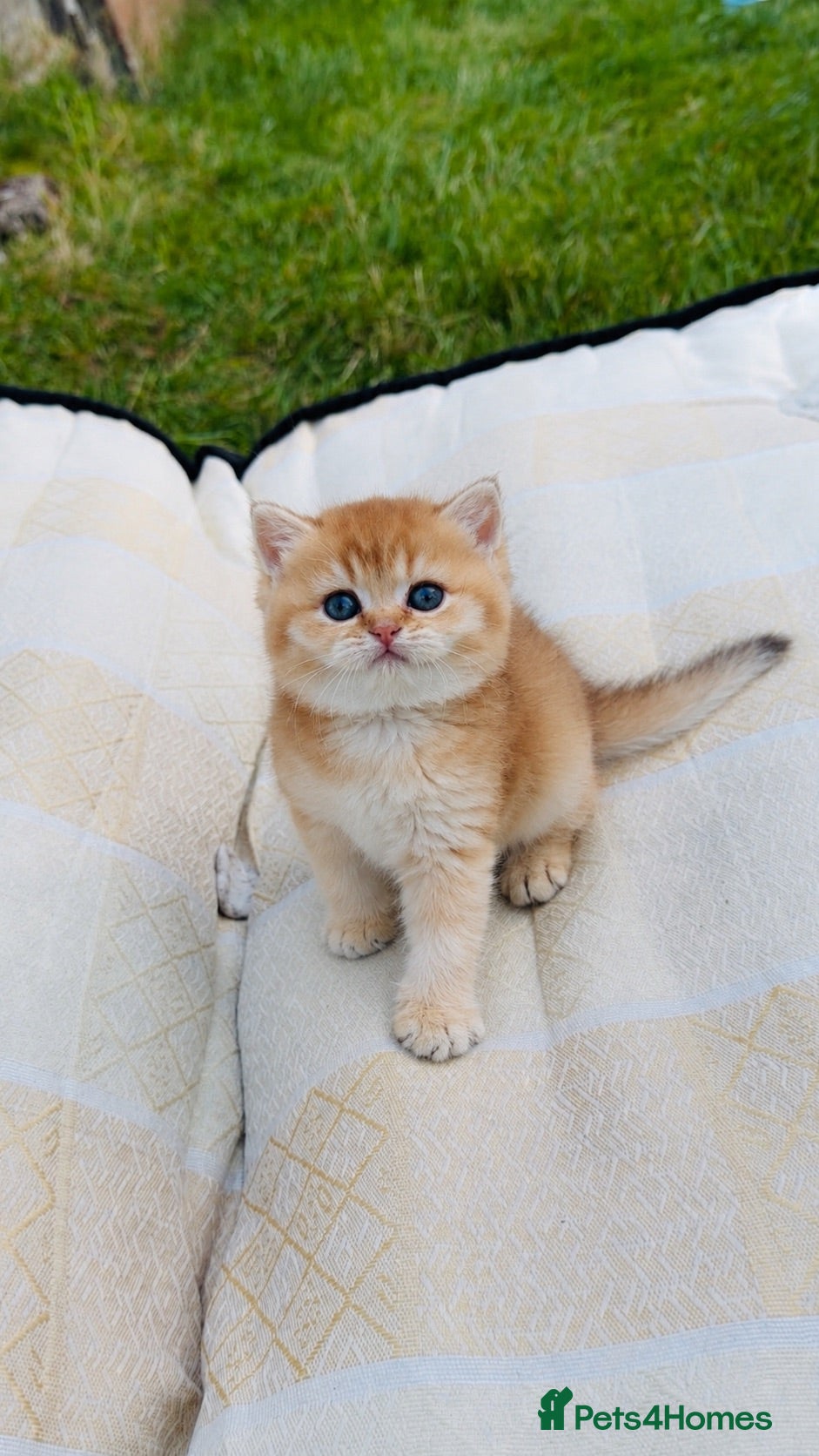 British Shorthair cats Purebred Golden British Shorthair cats - Advert 2