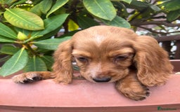 Cocker Spaniel dogs for sale: Working cocker spaniels  - Image 19