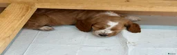 Cocker Spaniel dogs for sale: A gorgeous Spaniel boy  - Advert 8