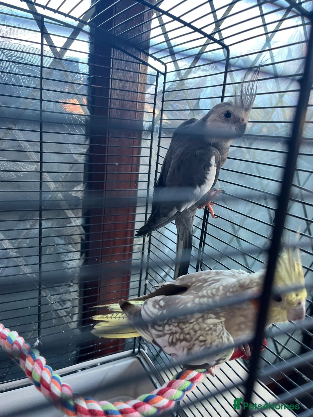Cockatiels birds for sale: Talking semi tame cockatiel called taz  - Advert 2