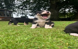 Border Collie dogs for sale: Gorgeous Border Collie Puppies  - Image 33