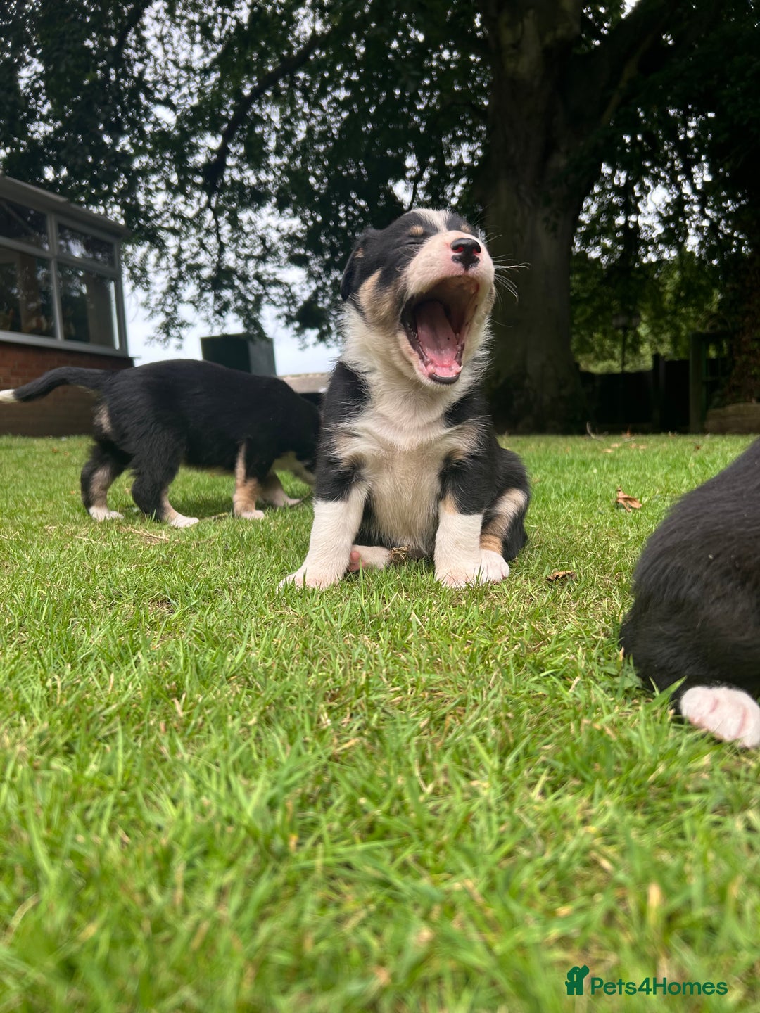 Border Collie dogs for sale: Gorgeous Border Collie Puppies  - Image 33