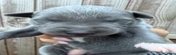 Whippet dogs for sale: Whippet puppies  - Advert 10