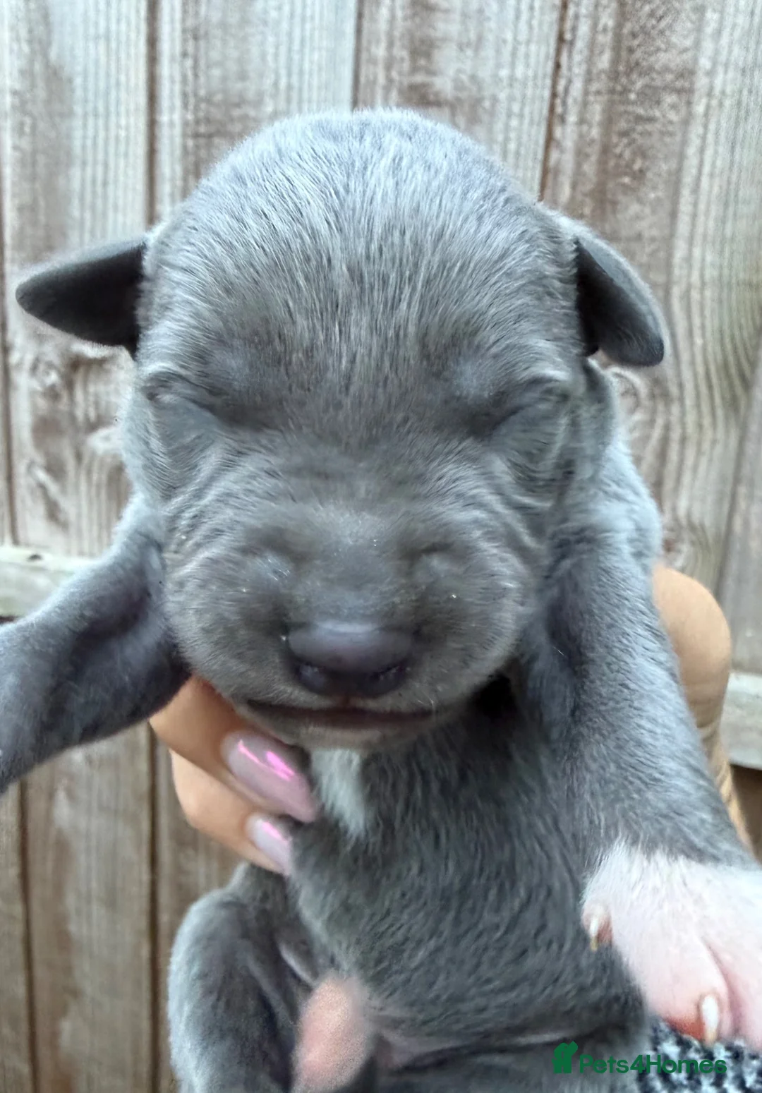 Whippet dogs for sale: Whippet puppies  - Advert 10