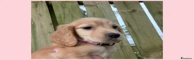 Cocker Spaniel Golden Girl
