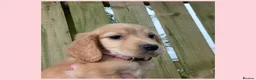 Cocker Spaniel dogs for sale: KC Registered Cocker Spaniels - Advert 5