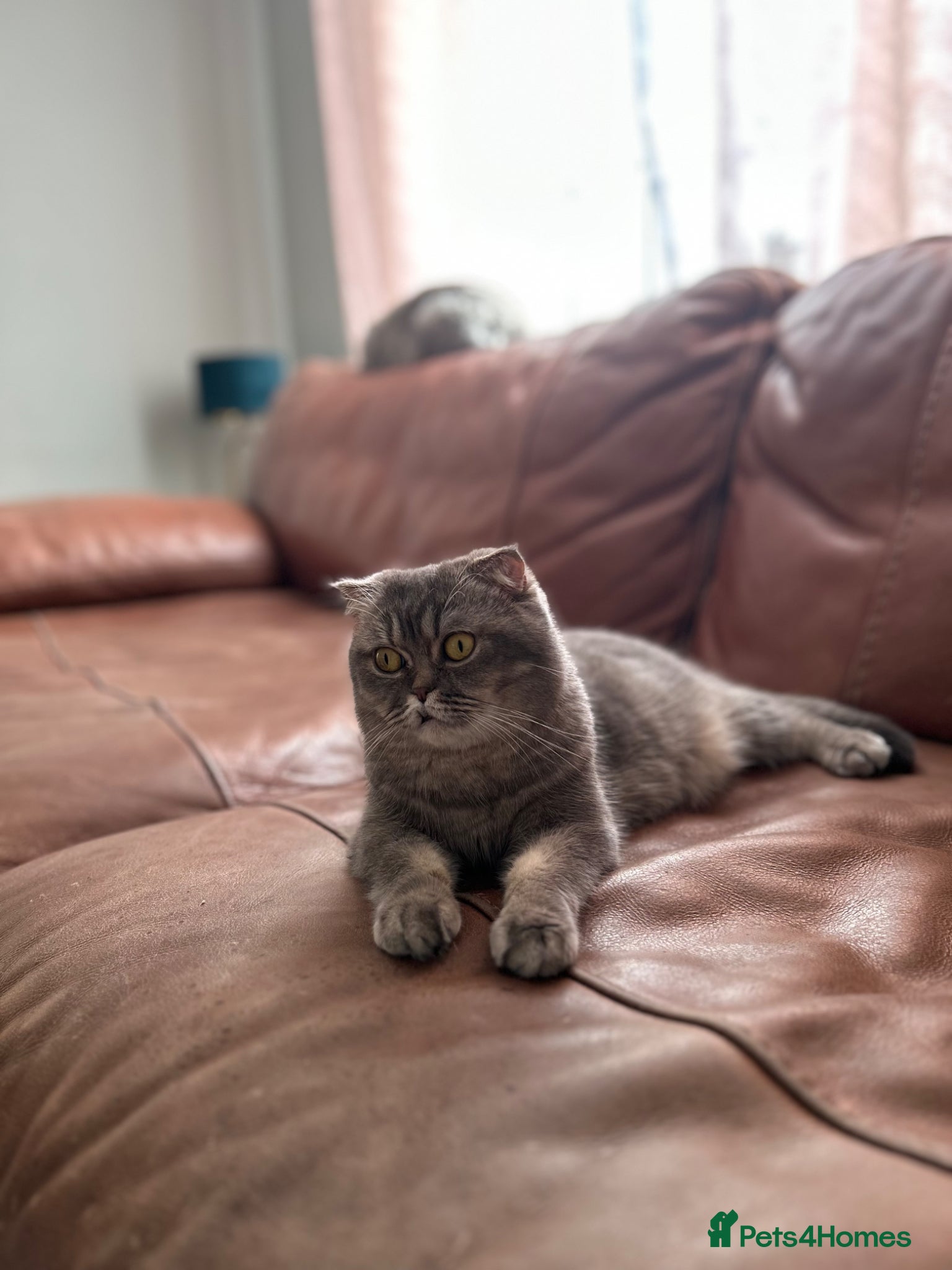 Scottish Fold cats Lovely , playful kittens looking for home  - Advert 1