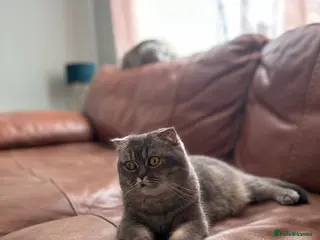 Scottish Fold cats Lovely , playful kittens looking for home - Advert 1
