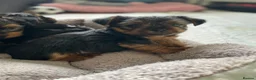 Yorkshire Terrier dogs for sale: Yorkshire Terriers for sales.  in Telford - Advert 3