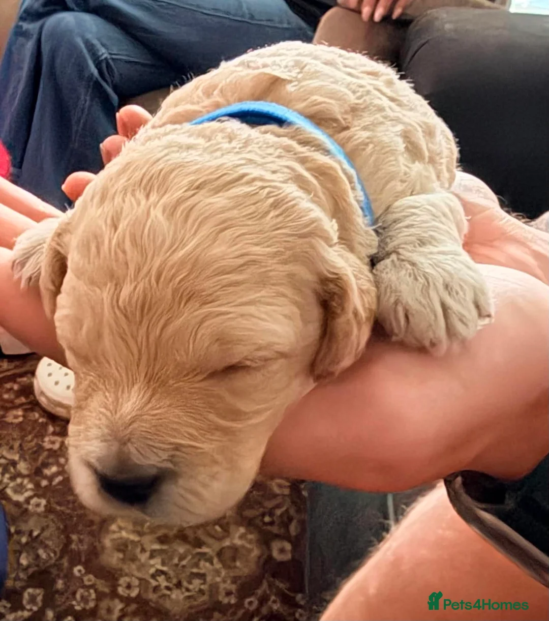 Mixed Breed dogs for sale: Cockapoo x cavapoo puppies for sale  - Advert 13
