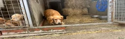 Cocker Spaniel dogs for sale: Working cocker spaniel  - Advert 4