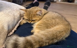 British Shorthair cats for sale: Beloved Simba needs a new home  - Image 3