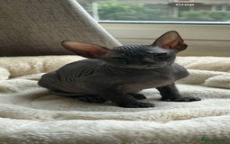 Sphynx cats for sale: Donskoy Sphynx Kittens - Image 8
