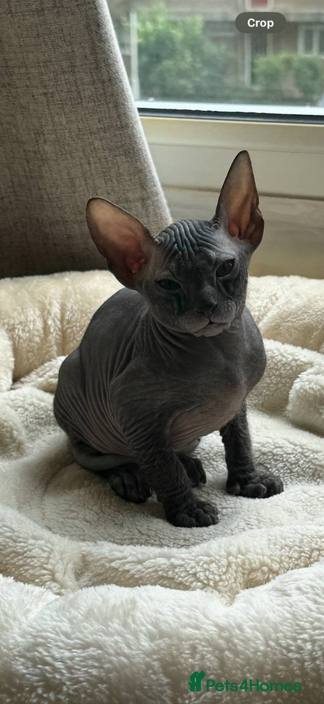 Sphynx cats for sale: Donskoy Sphynx Kittens - Image 8