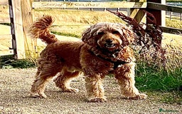 Irish Doodle dogs for stud: Max for stud  - Image 5
