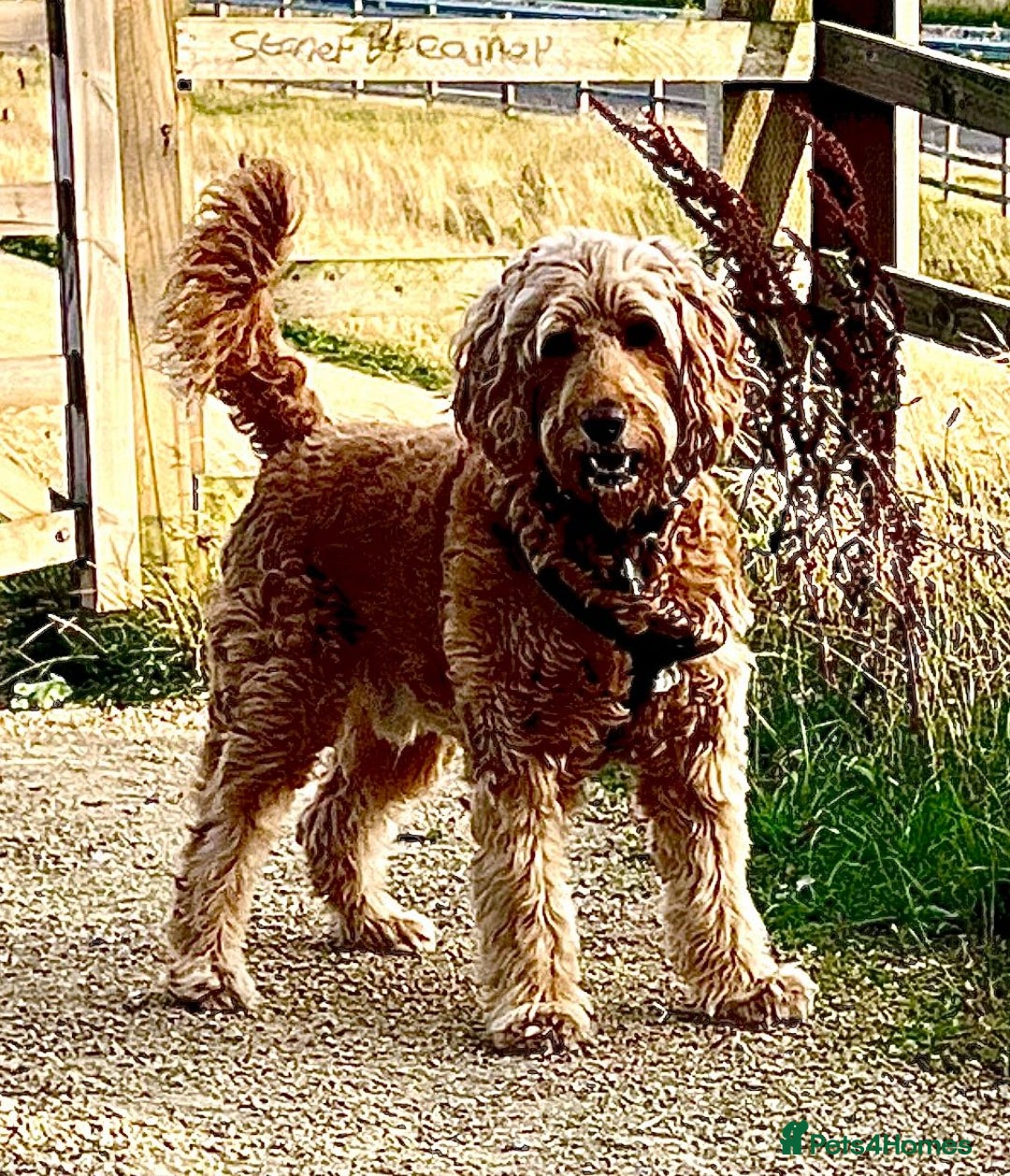 Irish Doodle dogs for stud: Max for stud  - Image 5
