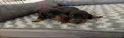 Dachshund dogs for sale: Dachshunds for sale - Advert 16