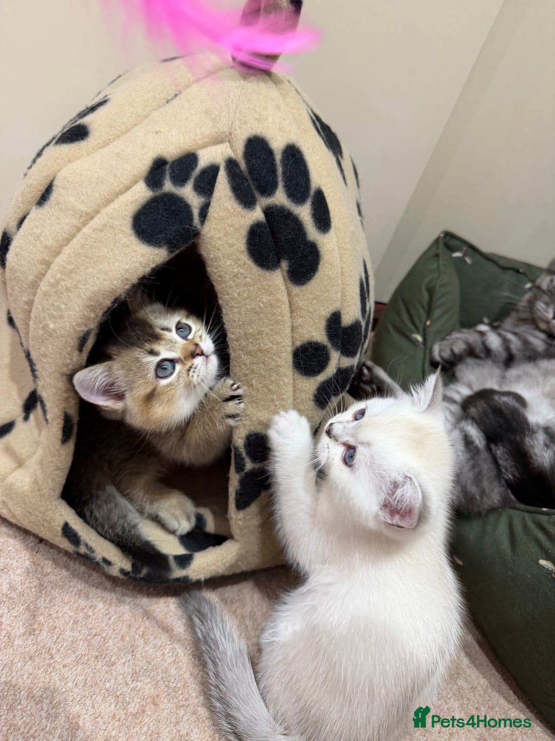 Scottish Fold cats for sale: Purrfect kitten  - Advert 12