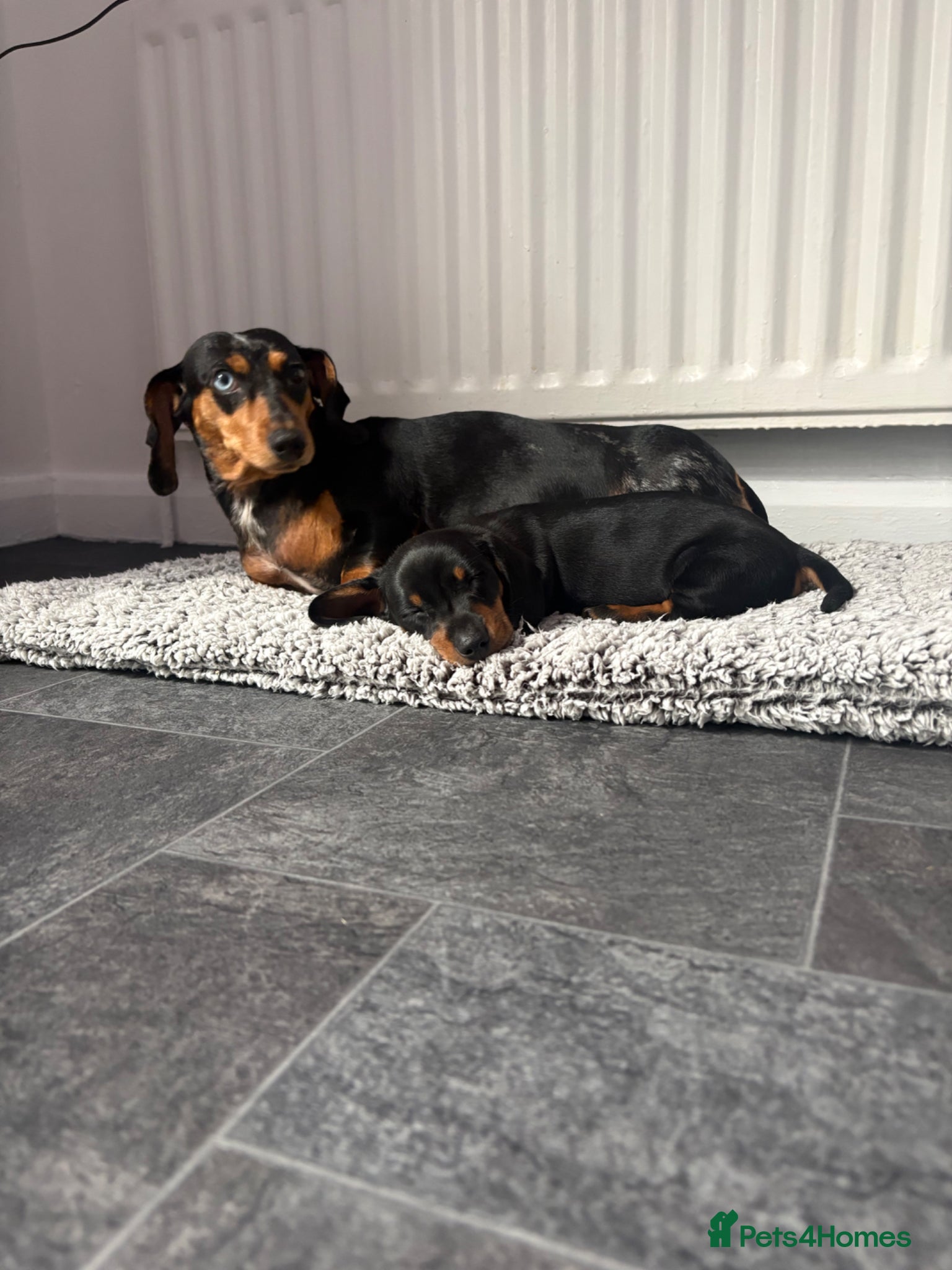 Dachshund dogs Last Black and Tan standard dachshund boy  - Advert 2